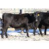 Image 4 : Cornerglen Ranching - (Grote)1200# Black Angus X Bred Heifers - 7 Head (Ponoka, AB)