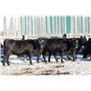 Image 5 : Cornerglen Ranching - (Grote)1200# Black Angus X Bred Heifers - 7 Head (Ponoka, AB)