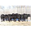 Image 6 : Cornerglen Ranching - (Grote)1200# Black Angus X Bred Heifers - 7 Head (Ponoka, AB)