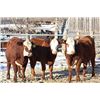 Image 1 : Cornerglen Ranching - (Grote/Tobler)1200# Red Angus X Baldy Bred Heifers - 3 Head (Ponoka, AB)