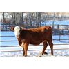 Image 2 : Cornerglen Ranching - (Grote/Tobler)1200# Red Angus X Baldy Bred Heifers - 3 Head (Ponoka, AB)