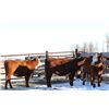 Image 3 : Cornerglen Ranching - (Grote/Tobler)1200# Red Angus X Baldy Bred Heifers - 3 Head (Ponoka, AB)