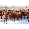 Image 3 : Cornerglen Ranching - (J-J Ranch) 1200# Red Angus Bred Heifers - 10 Head (Ponoka, AB)