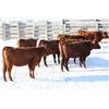 Image 4 : Cornerglen Ranching - (J-J Ranch) 1200# Red Angus Bred Heifers - 10 Head (Ponoka, AB)