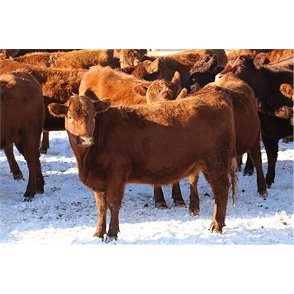 Cornerglen Ranching - (J-J Ranch) 1200# Red Angus Bred Heifers - 10 Head (Ponoka, AB)