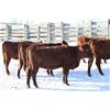 Image 5 : Cornerglen Ranching - (J-J Ranch) 1200# Red Angus Bred Heifers - 10 Head (Ponoka, AB)