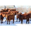 Image 6 : Cornerglen Ranching - (J-J Ranch) 1200# Red Angus Bred Heifers - 10 Head (Ponoka, AB)