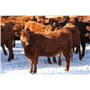 Image 1 : Cornerglen Ranching - (J-J Ranch) 1200# Red Angus Bred Heifers - 7 Head (Ponoka, AB)