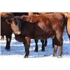 Image 2 : Cornerglen Ranching - (J-J Ranch) 1200# Red Angus Bred Heifers - 7 Head (Ponoka, AB)