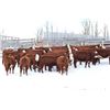 Image 2 : Cornerglen Ranching - (J-J Ranch) 1200# Red Angus X Hereford Bred Heifers - 10 Head (Ponoka, AB)