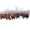 Image 3 : Cornerglen Ranching - (J-J Ranch) 1200# Red Angus X Hereford Bred Heifers - 10 Head (Ponoka, AB)