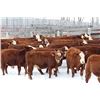 Image 4 : Cornerglen Ranching - (J-J Ranch) 1200# Red Angus X Hereford Bred Heifers - 10 Head (Ponoka, AB)