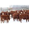 Image 5 : Cornerglen Ranching - (J-J Ranch) 1200# Red Angus X Hereford Bred Heifers - 10 Head (Ponoka, AB)