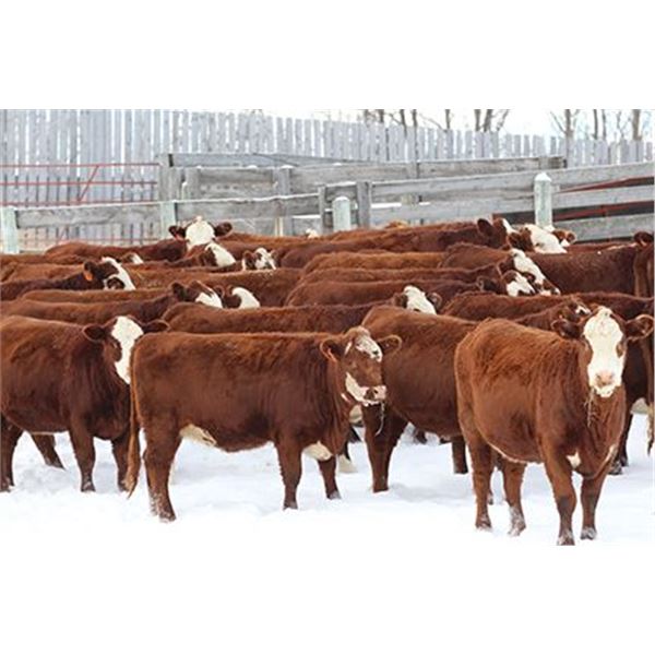 Cornerglen Ranching - (J-J Ranch) 1200# Red Angus X Hereford Bred Heifers - 10 Head (Ponoka, AB)