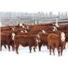 Image 1 : Cornerglen Ranching - (J-J Ranch) 1200# Red Angus X Hereford Bred Heifers - 8 Head (Ponoka, AB)