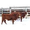 Image 6 : Cornerglen Ranching - (J-J Ranch) 1200# Red Angus X Hereford Bred Heifers - 8 Head (Ponoka, AB)