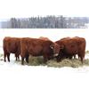 Image 3 : Cornerglen Ranching - (J-J Ranch) 1200# Red Angus Bred Heifers - 10 Head (Winfield, AB)
