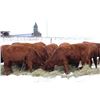 Image 4 : Cornerglen Ranching - (J-J Ranch) 1200# Red Angus Bred Heifers - 10 Head (Winfield, AB)