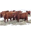 Image 1 : Cornerglen Ranching - (J-J Ranch) 1200# Red Angus Bred Heifers - 10 Head (Winfield, AB)