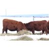 Image 6 : Cornerglen Ranching - (J-J Ranch) 1200# Red Angus Bred Heifers - 10 Head (Winfield, AB)