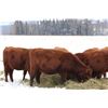 Image 2 : Cornerglen Ranching - (J-J Ranch) 1200# Red Angus Bred Heifers - 10 Head (Winfield, AB)