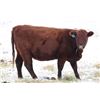 Image 5 : Cornerglen Ranching - (J-J Ranch) 1200# Red Angus Bred Heifers - 10 Head (Winfield, AB)