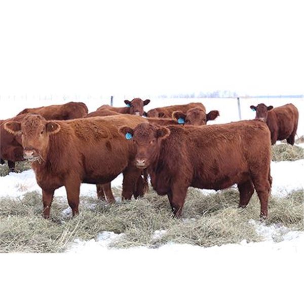Cornerglen Ranching - (J-J Ranch) 1200# Red Angus Bred Heifers - 10 Head (Winfield, AB)