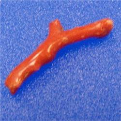 5 CTS NATURAL ITALIAN CORAL BRANCH