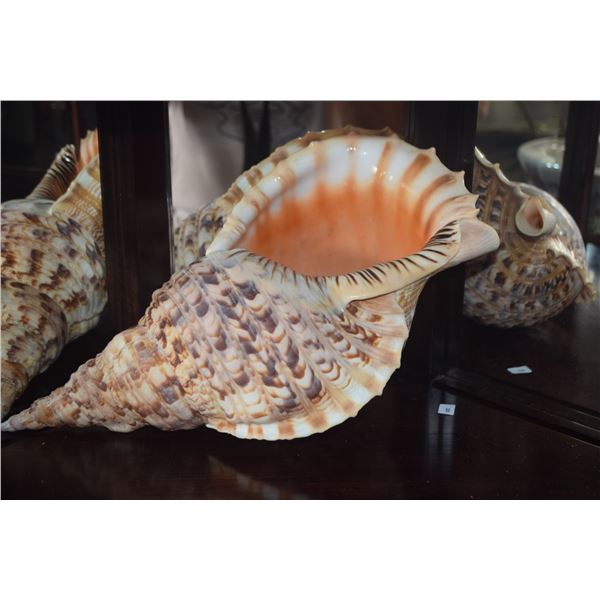 LARGE TRITON SHELL (16