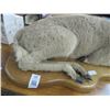 Image 2 : Gazelle Taxidermy