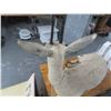 Image 3 : Gazelle Taxidermy
