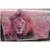Image 2 : Framed Lion Picture ' The Essence of Survival' 25" x 30" 