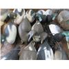 Image 2 : 12-Decoy Ducks - 12 X $