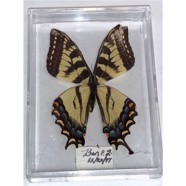 Cased and Mounted Butterfly Specimen