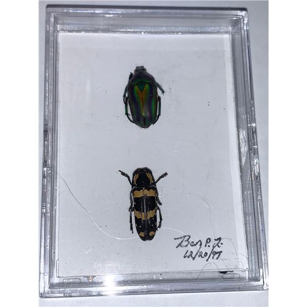 Cased and Mounted Beetles Specimens