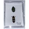 Image 1 : Cased and Mounted Beetles Specimens