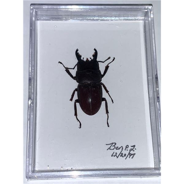 Cased and Mounted Large Scarab Beetles Specimens