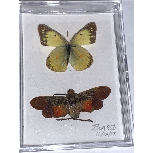 Cased and Mounted Butterflies Specimens
