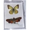 Image 1 : Cased and Mounted Butterflies Specimens