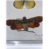 Image 3 : Cased and Mounted Butterflies Specimens