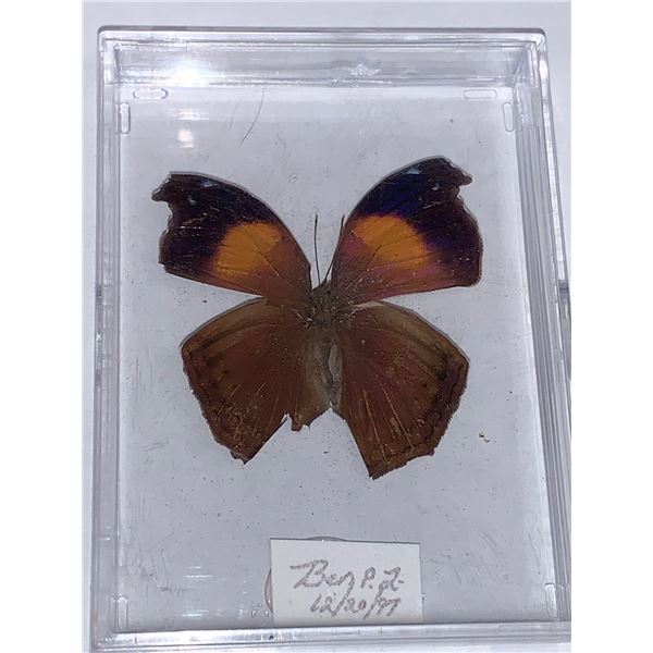 Cased and Mounted Butterfly Specimen
