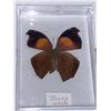Image 1 : Cased and Mounted Butterfly Specimen