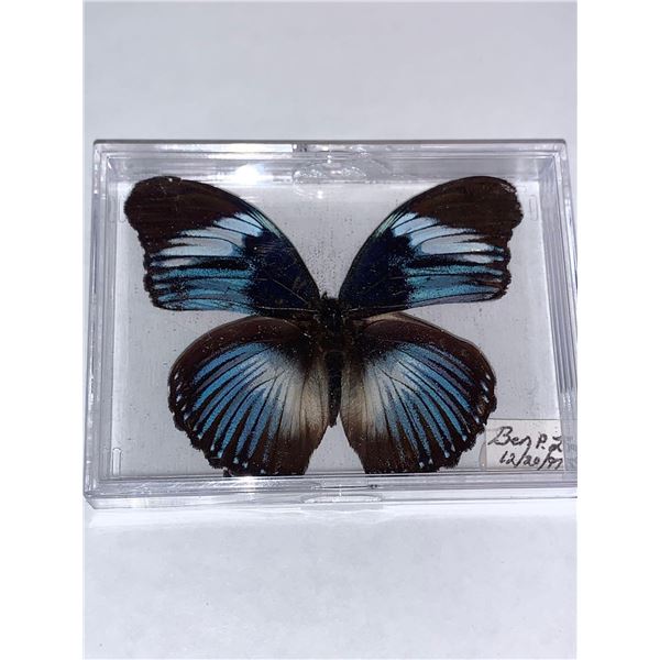 Cased and Mounted Butterfly Specimen