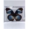 Image 1 : Cased and Mounted Butterfly Specimen