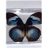 Image 2 : Cased and Mounted Butterfly Specimen