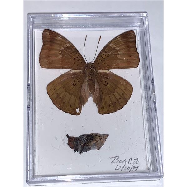 Cased and Mounted Butterfly & Pupae Specimen
