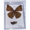 Image 1 : Cased and Mounted Butterfly & Pupae Specimen