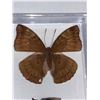 Image 2 : Cased and Mounted Butterfly & Pupae Specimen