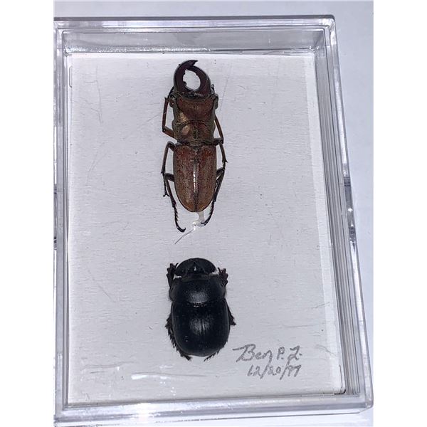 Cased and Mounted Beetles Specimens