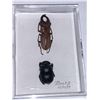Image 1 : Cased and Mounted Beetles Specimens